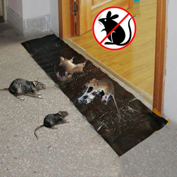 Rat Killing Carpet | 100%